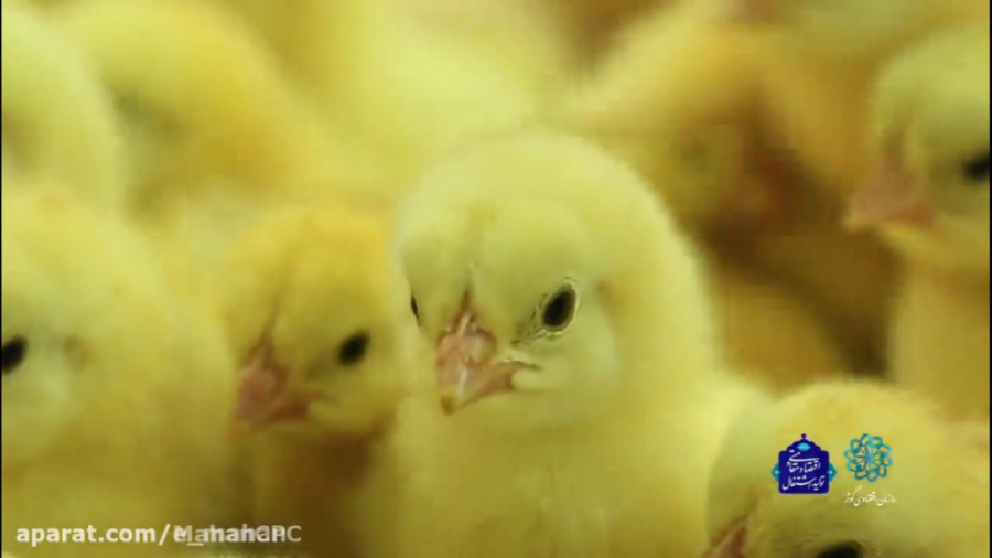 معرفی شرکت ماهان